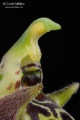 Ophrys_oestrifera_gyn3